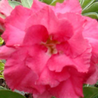 Desert Rose (Adenium) Pink Valentine, Grafted