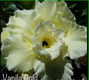 Desert Rose (Adenium) Yellow Gold (Vanilla Gold), Grafted