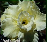 Adenium Yellow Gold (Vanilla Gold), Grafted

Click to see full-size image