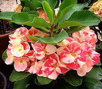 Euphorbia millii - Giant Dao Keng Duen (Lookmai Laisin)

Click to see full-size image