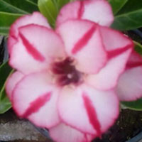 Desert Rose (Adenium) Bua Sawan, Grafted

Click to see full-size image