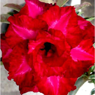 Desert Rose (Adenium) IT, Grafted