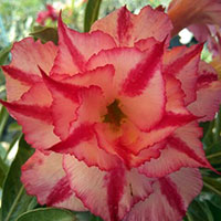 Desert Rose (Adenium) Star Pink, Grafted