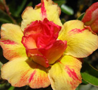 Adenium Thong Yod, Grafted

Click to see full-size image
