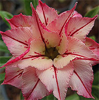 Desert Rose (Adenium) Arrow, Grafted

Click to see full-size image