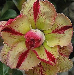 Desert Rose (Adenium) Marygold (Marri Gold), Grafted