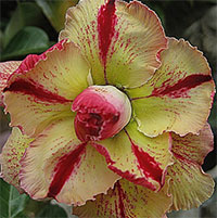 Desert Rose (Adenium) Marygold (Marri Gold), Grafted

Click to see full-size image