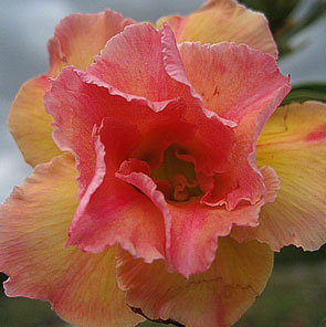 Desert Rose (Adenium) Peach (Nok), Grafted