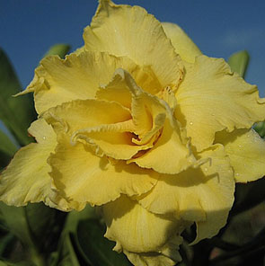 Desert Rose (Adenium) Pineapple, Grafted