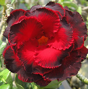 Desert Rose (Adenium) Red Wine, Grafted