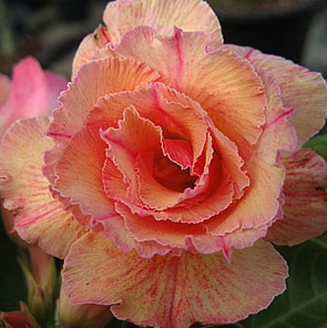 Desert Rose (Adenium) Sweet Rosy, Grafted