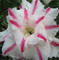 Adenium White Rabbit, Grafted

Click to see full-size image