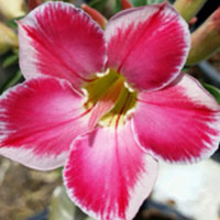 Desert Rose (Adenium) Pretty, Grafted

Click to see full-size image