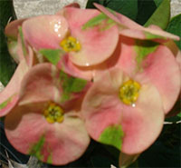Euphorbia millii - Rung Jaren Sab

Click to see full-size image