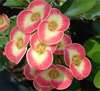 Euphorbia millii Mini - Money Money (Small Flower)

Click to see full-size image