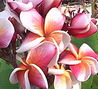 Plumeria Pink Jaopraya (105), Pearl of the Day, grafted

Click to see full-size image