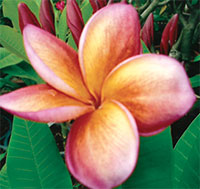 Plumeria Som Pa Ruay, grafted

Click to see full-size image