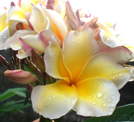Plumeria Witsanu Gold, grafted