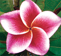 Plumeria Gled Tabtim, grafted

Click to see full-size image