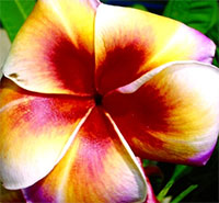 Plumeria Kam Mam, grafted

Click to see full-size image