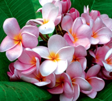 Plumeria Moung Poung (Slafter Pink), grafted