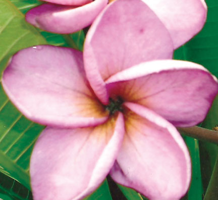 Plumeria Moung Jack, grafted