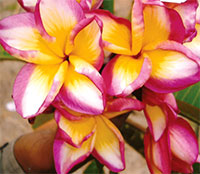 Plumeria Purple Gold (P6), grafted

Click to see full-size image