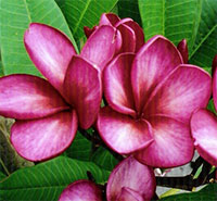 Plumeria Siam Ruby, grafted

Click to see full-size image