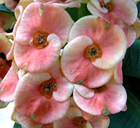 Euphorbia millii - Poron (Pon) Jarernsuk

Click to see full-size image
