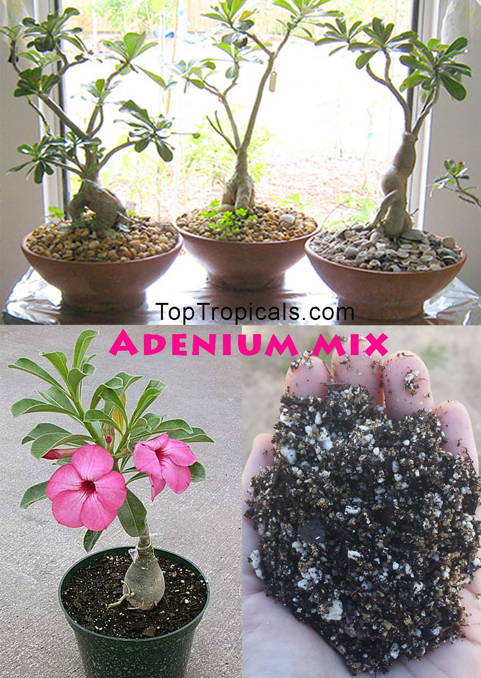 Desert Rose (Adenium) Soilless Mix, 2 gal bag
