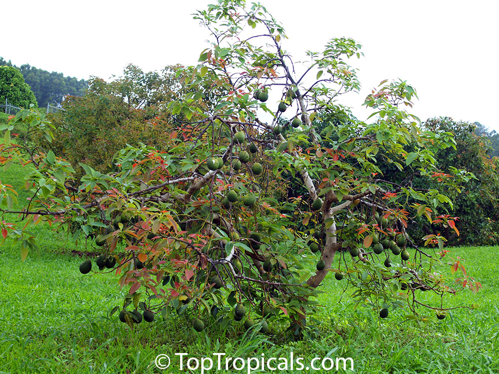 Avocado tree with many fruits growing in Florida