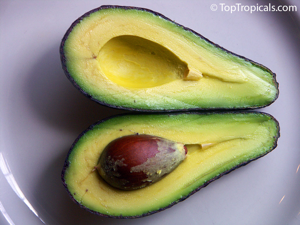 Avocado fruit cut in half with large seed on a plate