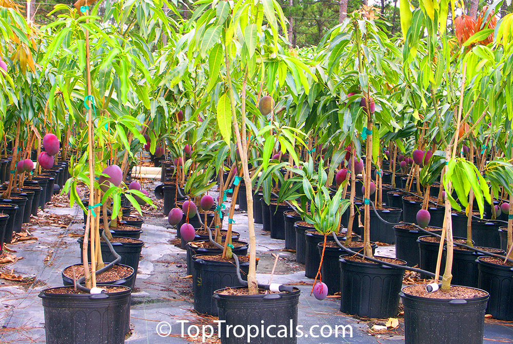 Mango Tree Mango Plant 4 Varieties Tropical Mango Mixed Exotic Mango Trees 