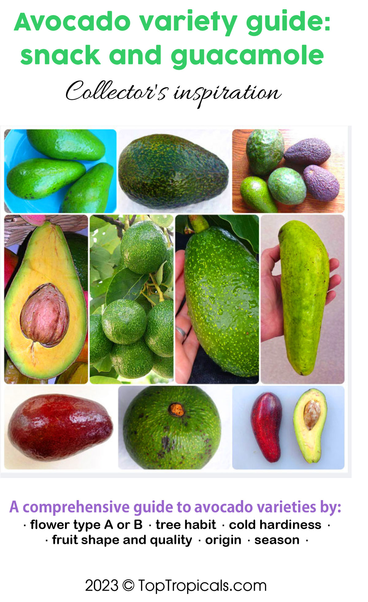 Avocado Variety Guide, book - PDF file download 