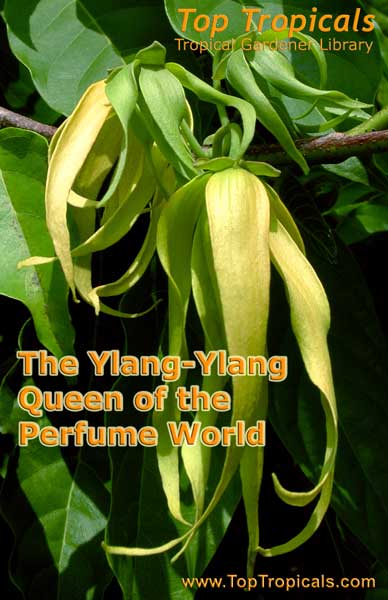 The Ylang-Ylang - Queen of the Perfume World - book - PDF file download 