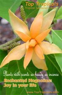 Enchanted Magnolias - Joy in your life, book PDF file download (14.2 Mb) - PDF file download 
