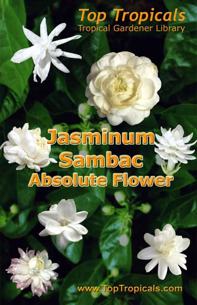 4734 Jasminum Sambac Absolute Flower - book - PDF file download