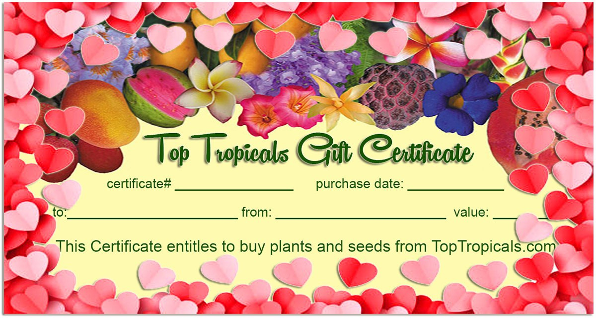 Valentines day gift certificate card