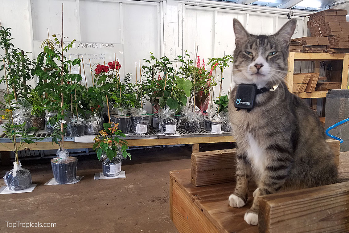 packing plants for shipping