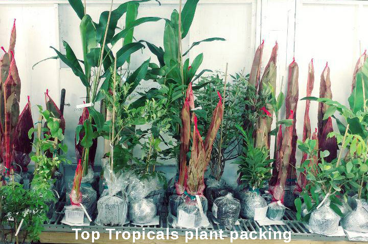 Ordering Plants By Mail Toptropicals Com