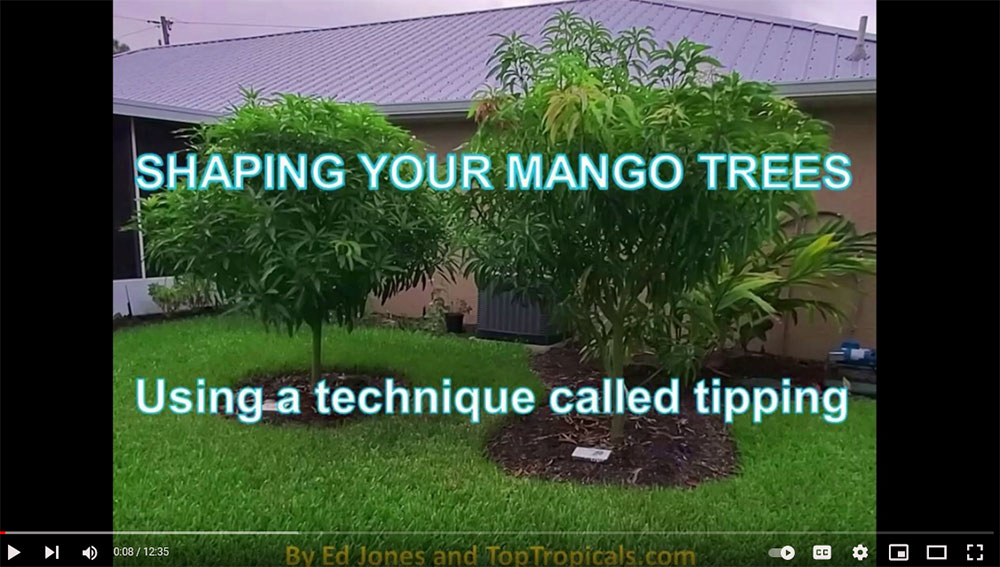 Tipping mango tree video