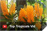 Top Tropicals Video