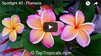 Top Tropicals Video