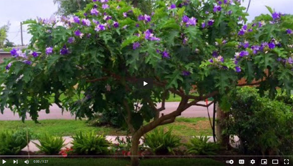 Giant Potato Tree - Solanum macranthum video