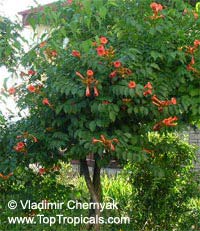 Campsis radicans,  