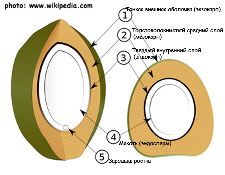 Огромные кокосы под пальмой