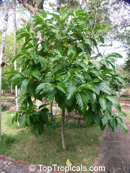 Morinda Citrifolia  -  6