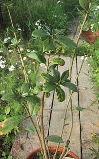 Brunfelsia gigantea