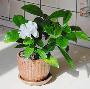 Gardenia white flower
